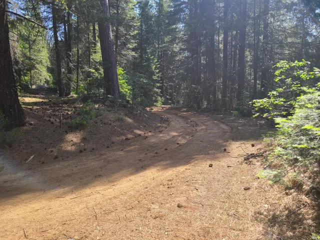 a view of a yard with plants and trees