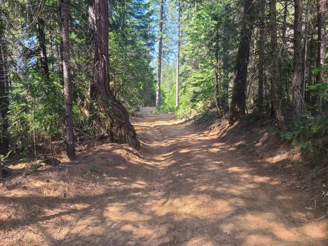 a view of a forest with trees