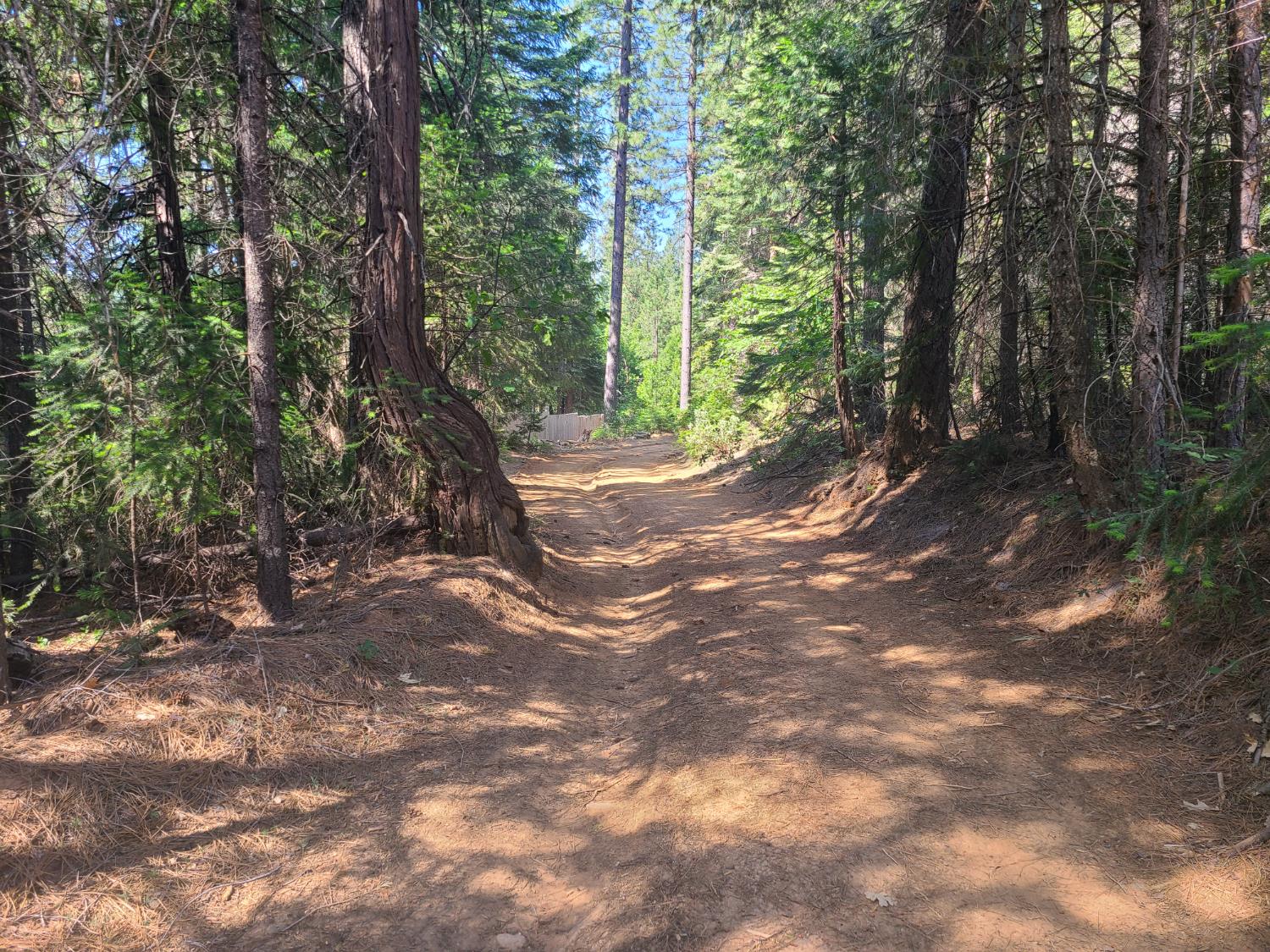 18200 Holley Ravine Road Nevada City, CA 95959 - Photo 5 of 11 a view of a forest with trees