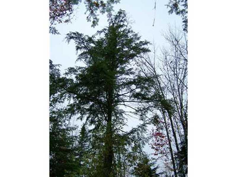 700 Butterfield Ridge Road Lincoln, ME 04457 - Photo 4 of 12 Land/Lot.