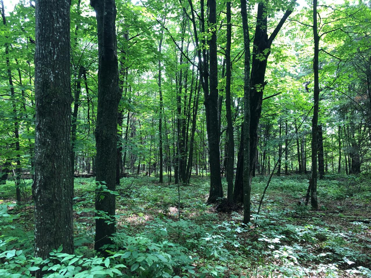 Lot #4 Columbus Lake Road, Unit ON Eagle River, WI 54521 - Photo 17 of 19 Gallery Image 17