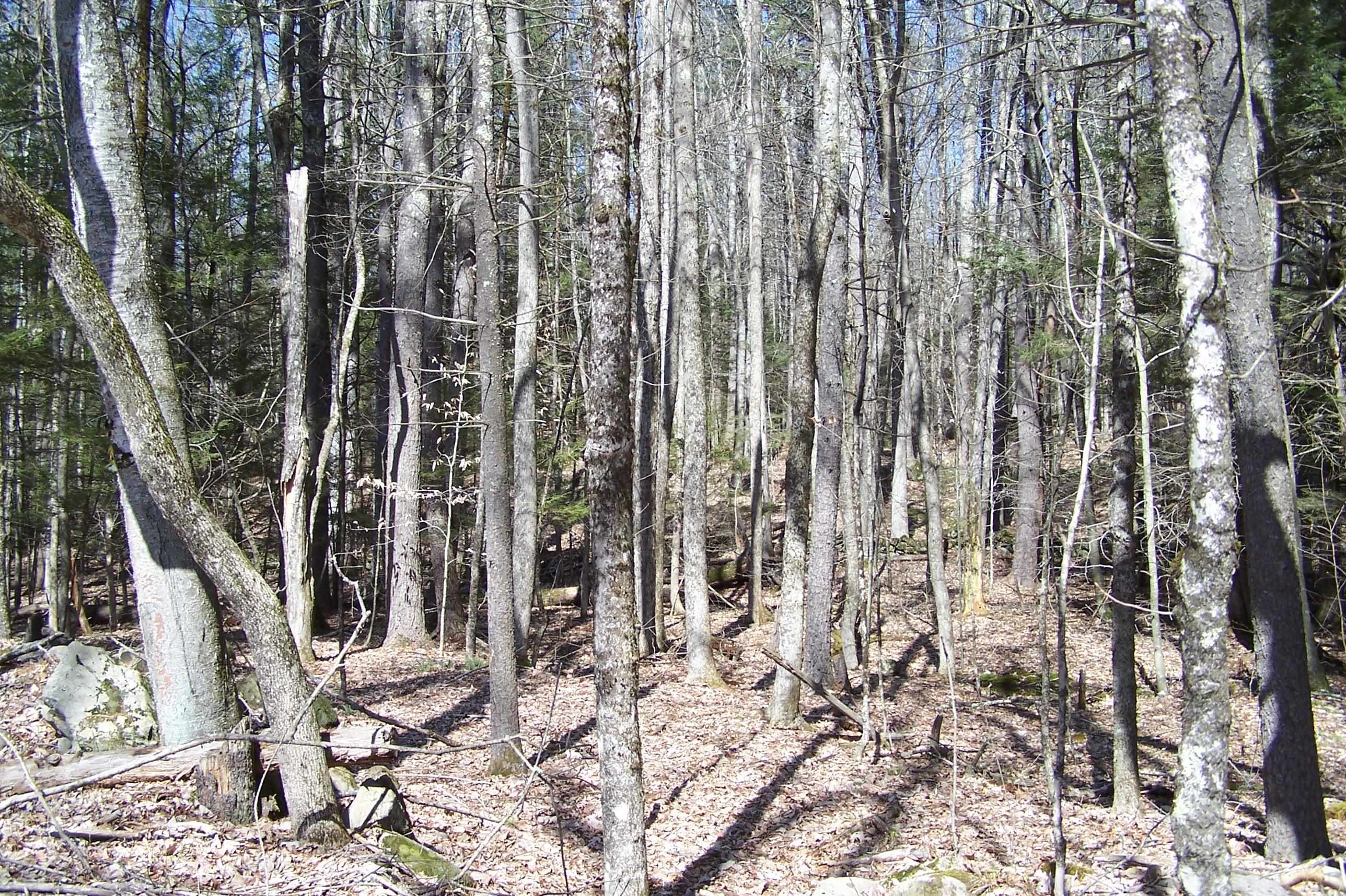 Tm9-l8 Case Road Nottingham, NH 03290 - Photo 5 of 24