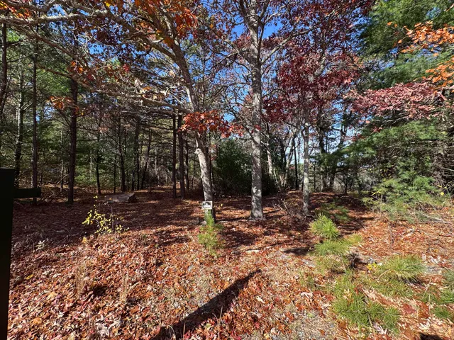 a view of a tree in the middle of a yard