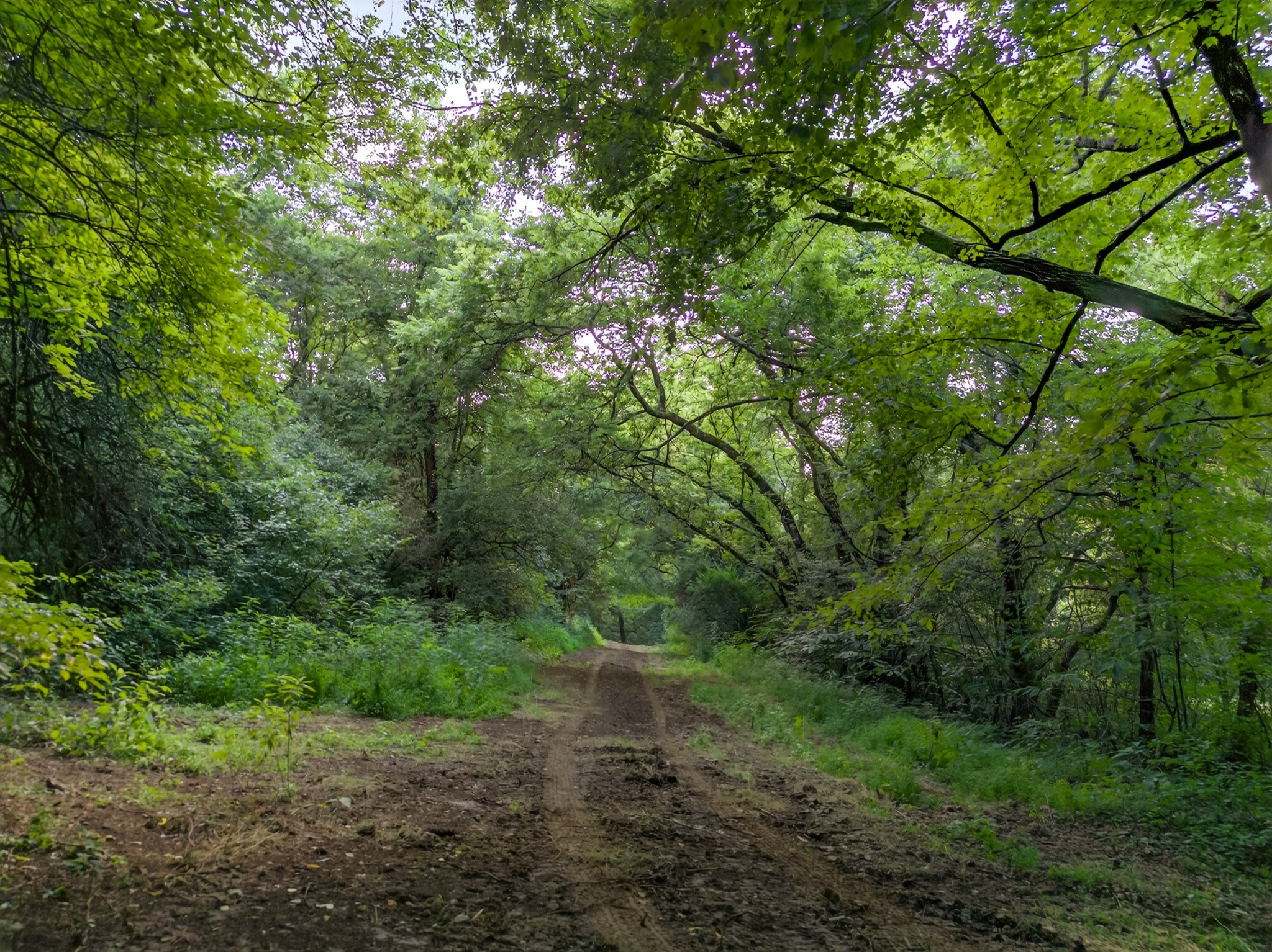53 Daves Hollow Road Fayetteville, TN 37334 - Photo 26 of 40 a big yard with lots of green space and deers