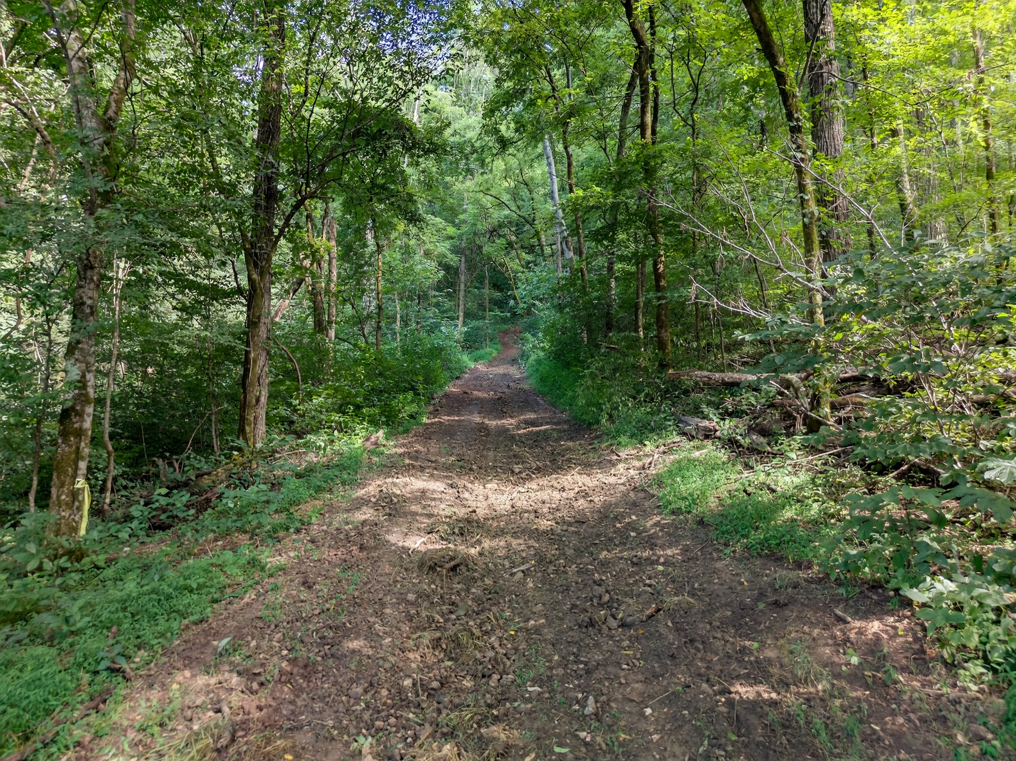 53 Daves Hollow Road Fayetteville, TN 37334 - Photo 28 of 40 a view of a forest with trees in the background