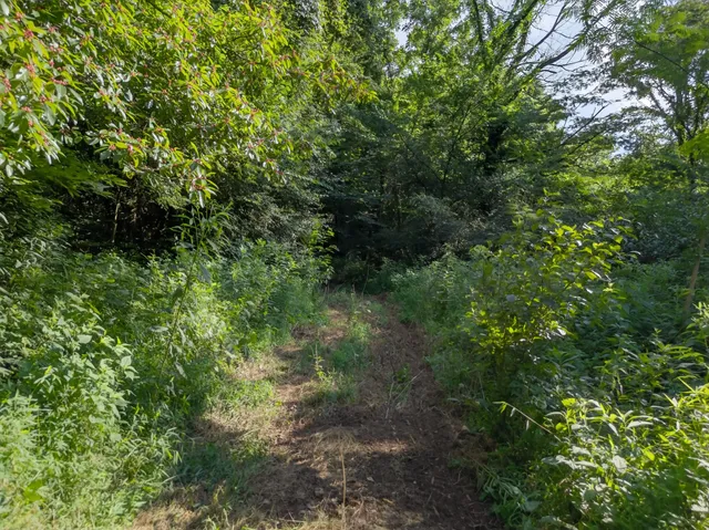 a view of a lush green forest
