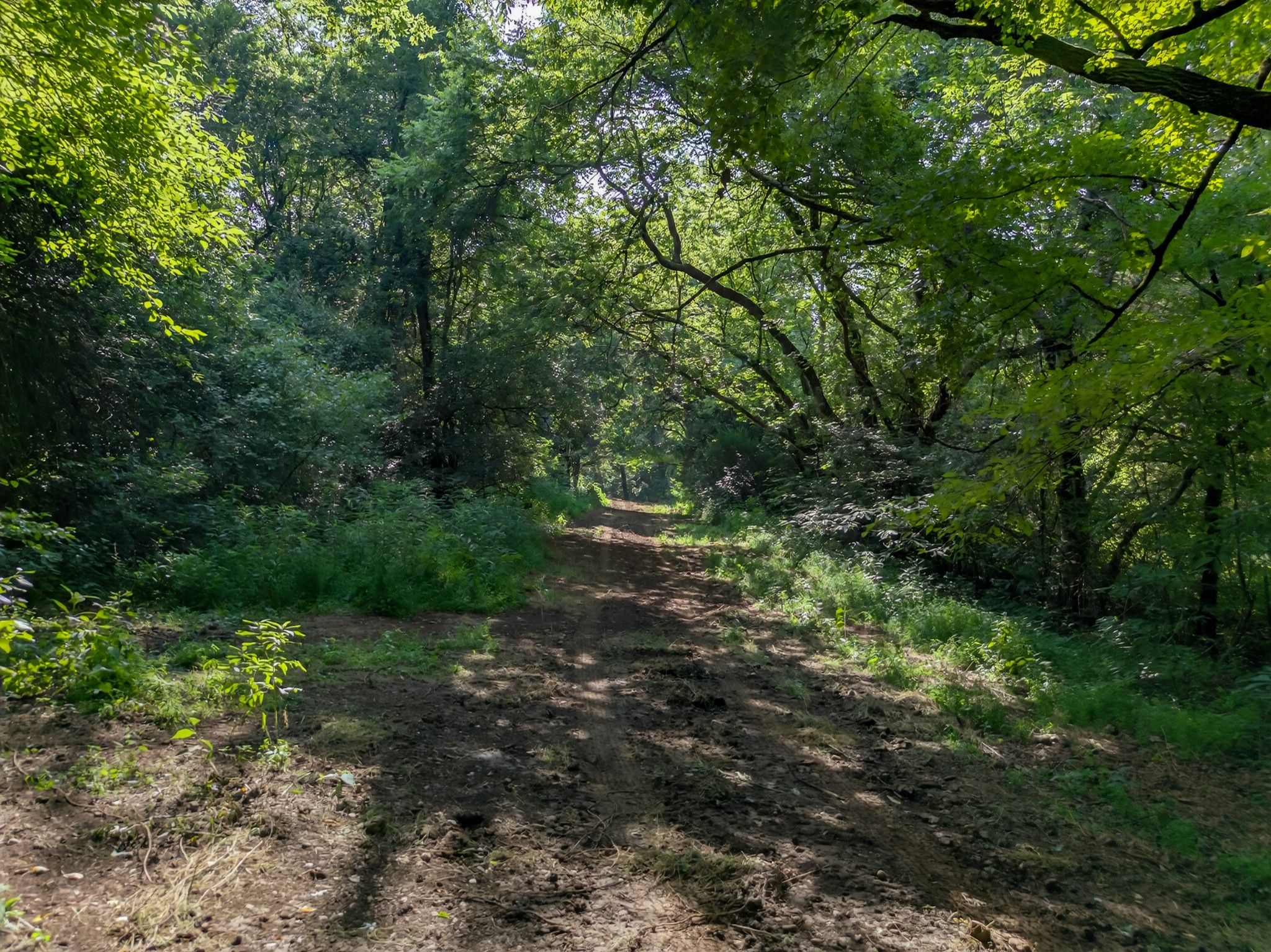 53 Daves Hollow Road Fayetteville, TN 37334 - Photo 30 of 40 a big yard with lots of green space and tiles