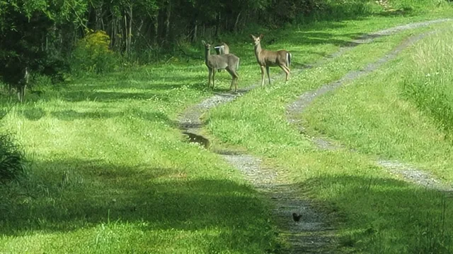 a view of lake and mountain