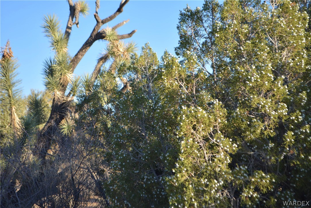Lot 21 South Rawhide Road Yucca, AZ 86438 - Photo 9 of 32 Gallery Image 9
