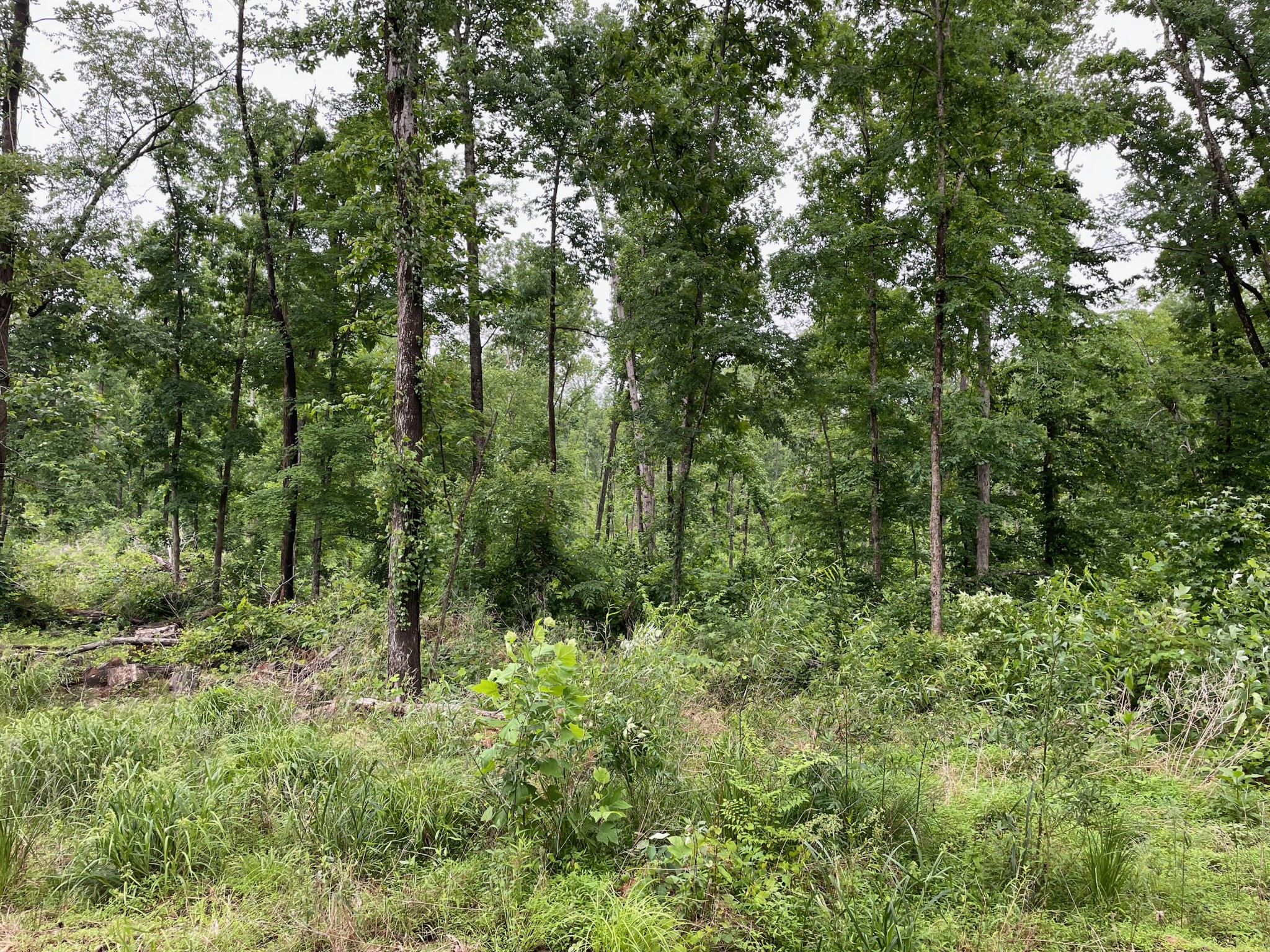 0 Rocky Ridge Road Camden, TN 38320 - Photo 2 of 13 Gallery Image 2