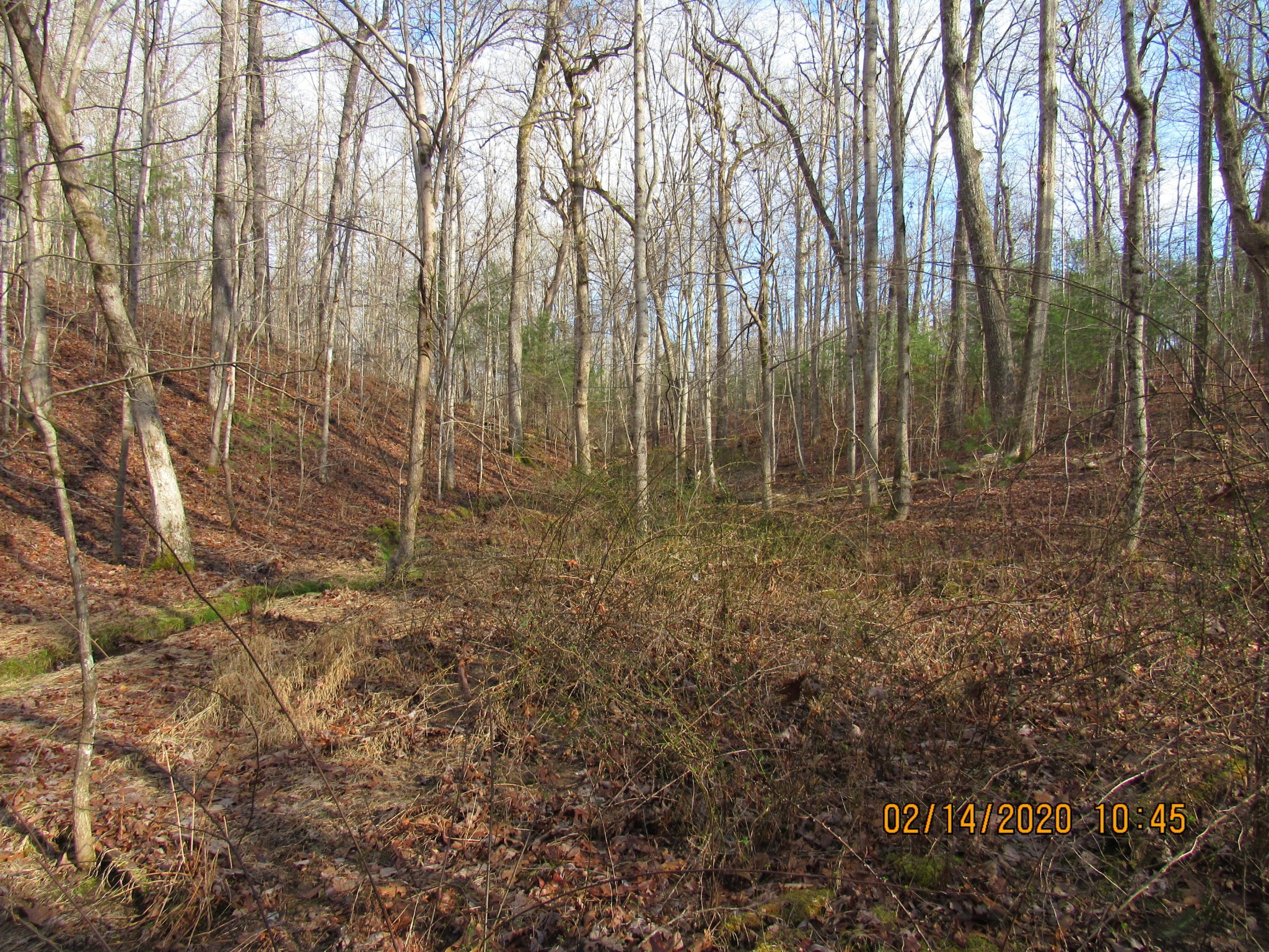 1451 Rome Road Lancing, TN 37770 - Photo 15 of 22 a view of backyard with green space