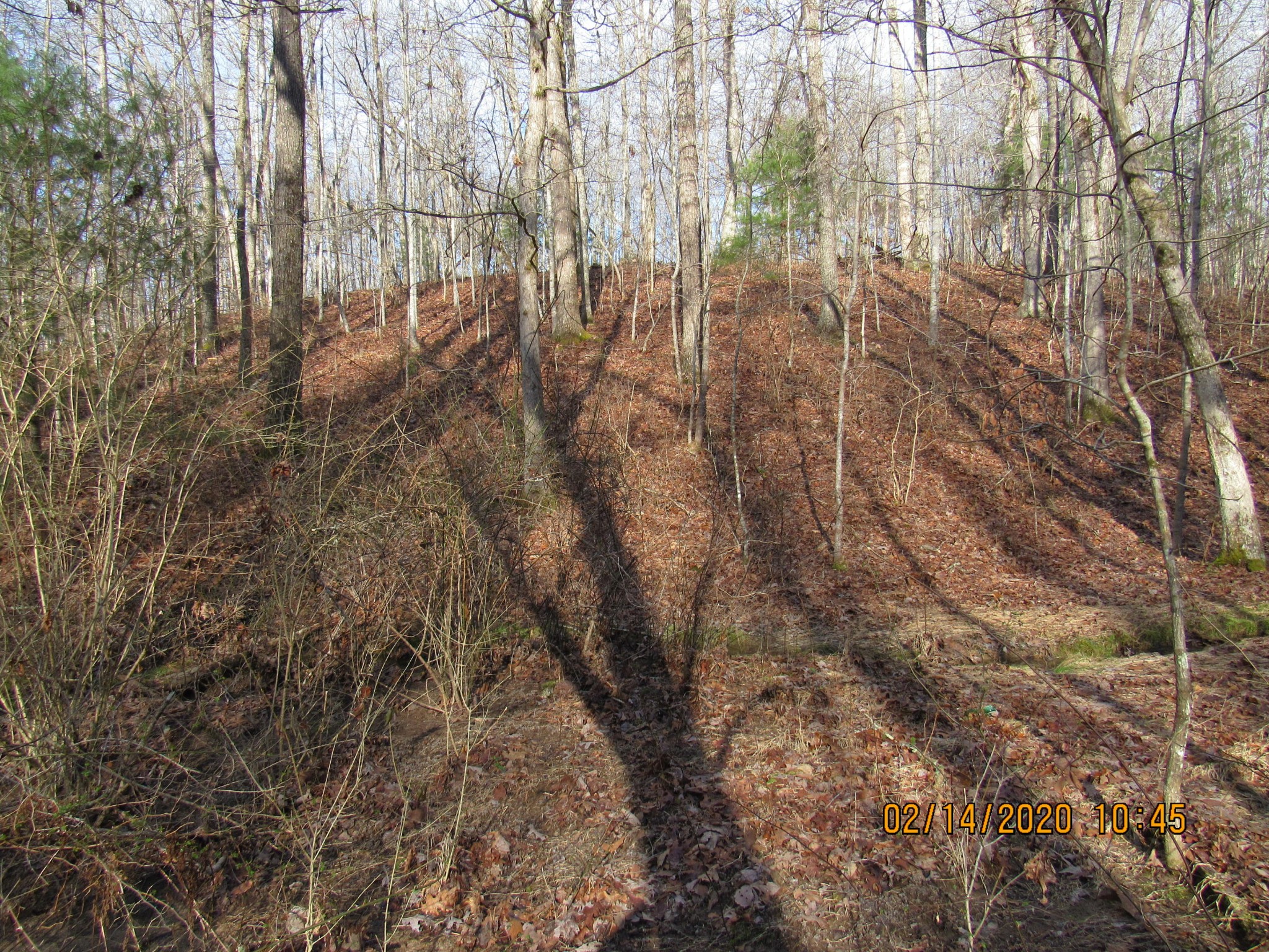 1451 Rome Road Lancing, TN 37770 - Photo 16 of 22 a view of forest