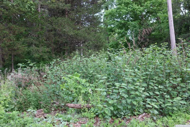 a view of a forest with a tree