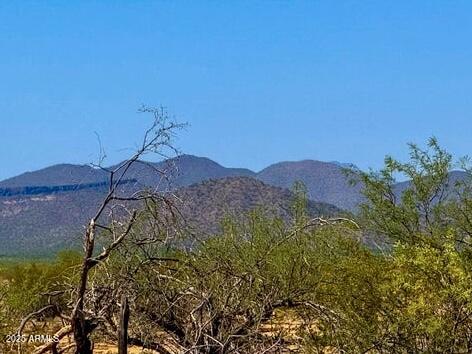 a view of a yard in a garden
