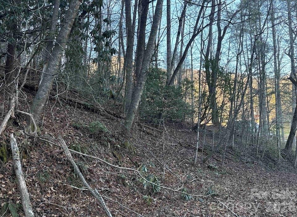 70 Earls Road Bryson City, NC 28713 - Photo 11 of 17 a view of a forest with trees in the background
