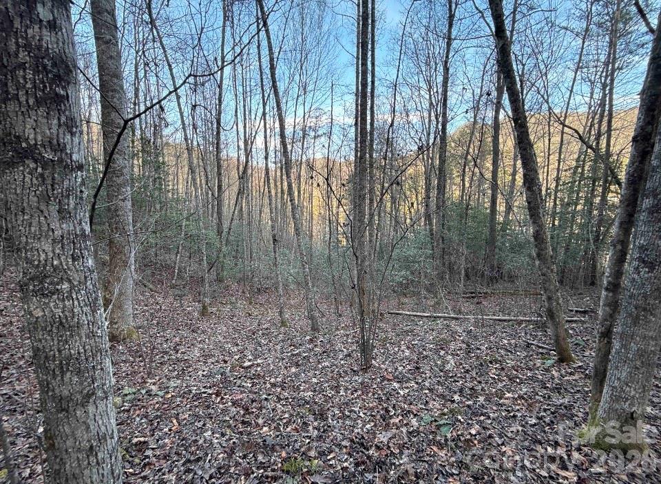70 Earls Road Bryson City, NC 28713 - Photo 14 of 17 a view of a forest