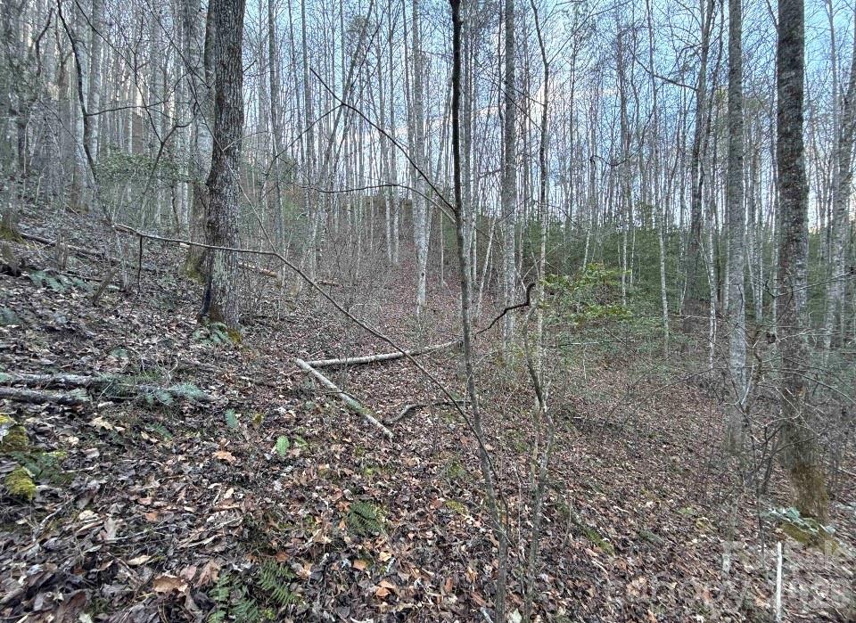 70 Earls Road Bryson City, NC 28713 - Photo 16 of 17 a view of a forest with a trees