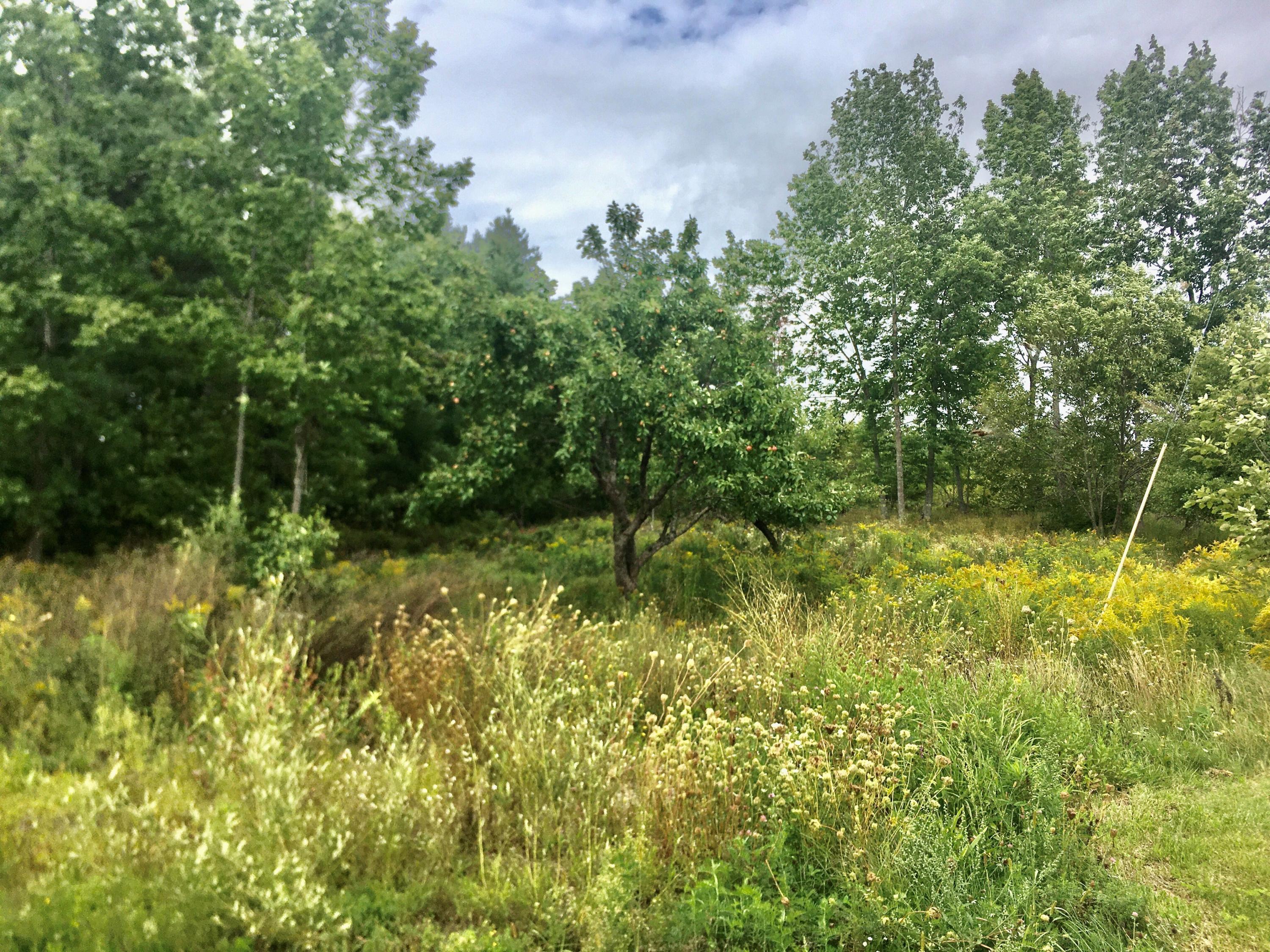 0 Pendleton/newburgh Road Hermon, ME 04401 - Photo 1 of 1 Pendleton