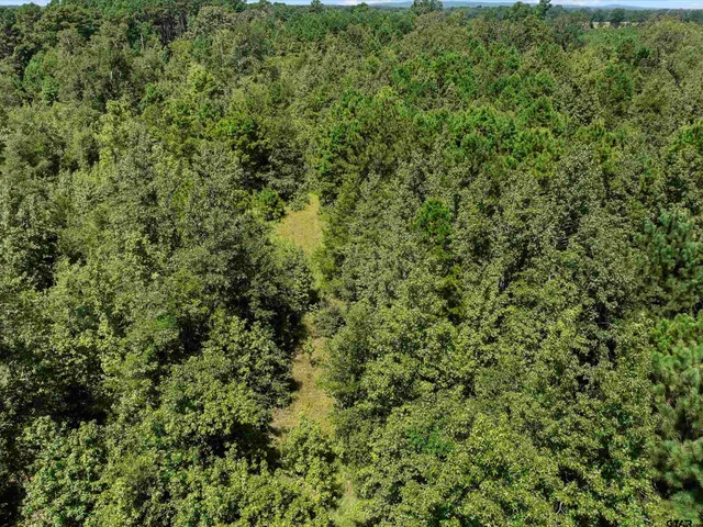 a view of a lush green forest