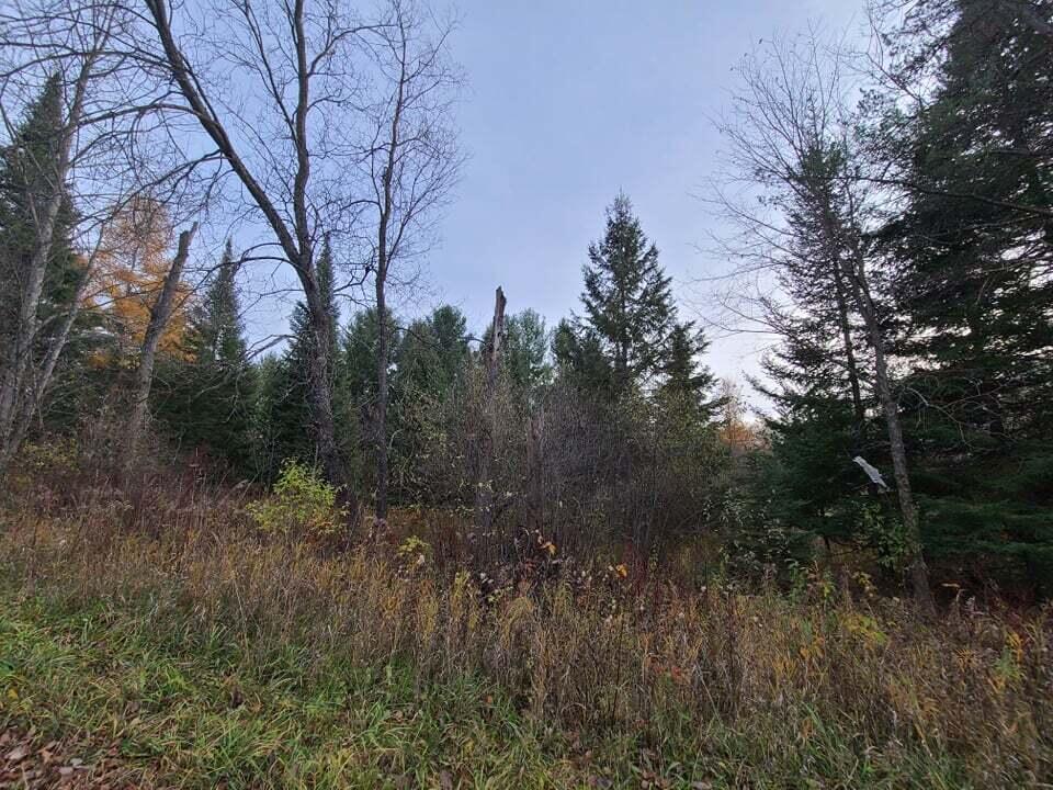 Bamfield Rd Branch South Branch, MI 48761 - Photo 4 of 18 Gallery Image 4