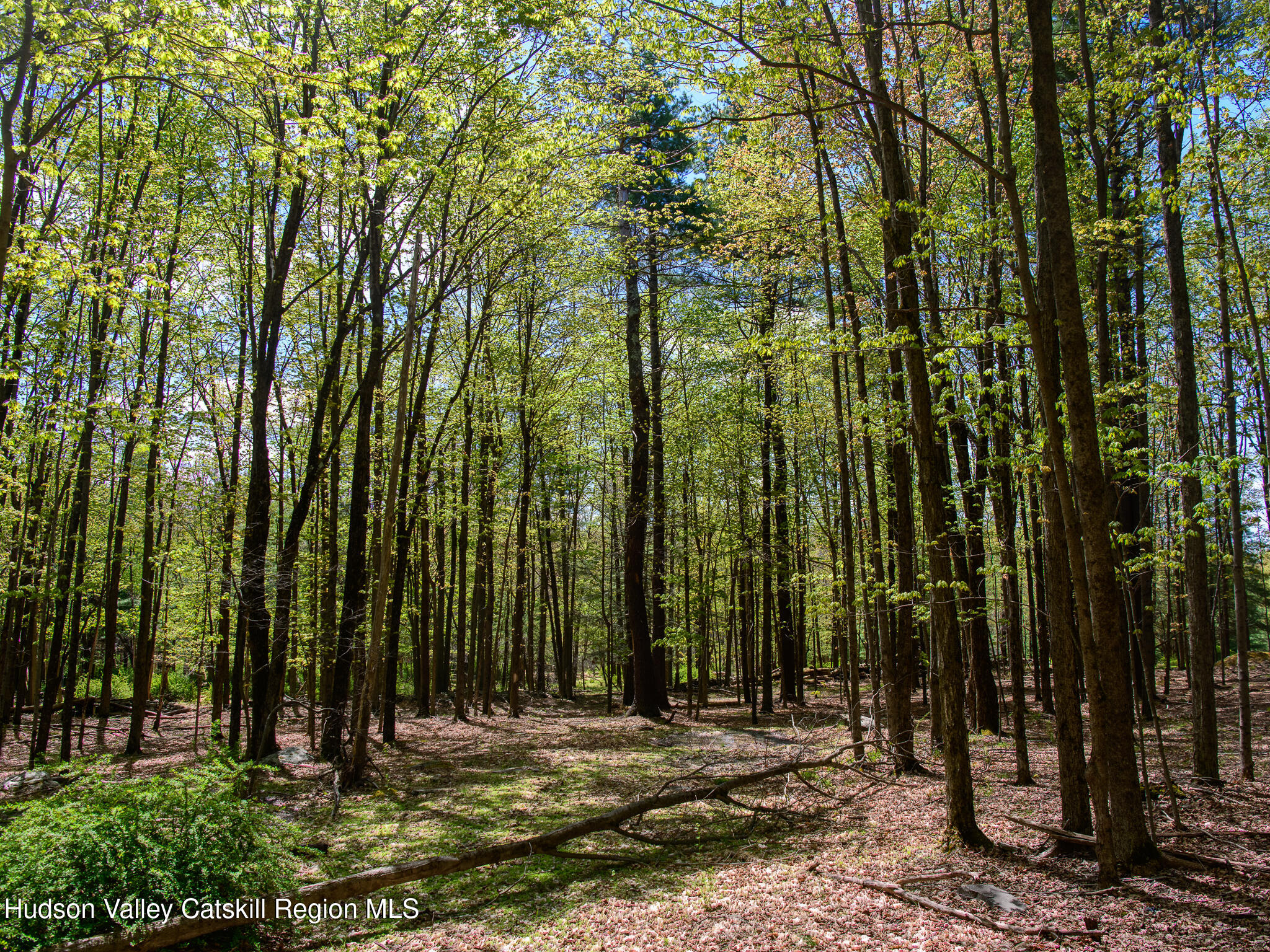 0 Upper Samsonville Road Olivebridge, NY 12461 - Photo 8 of 20 a view of a backyard with potted plants and large trees
