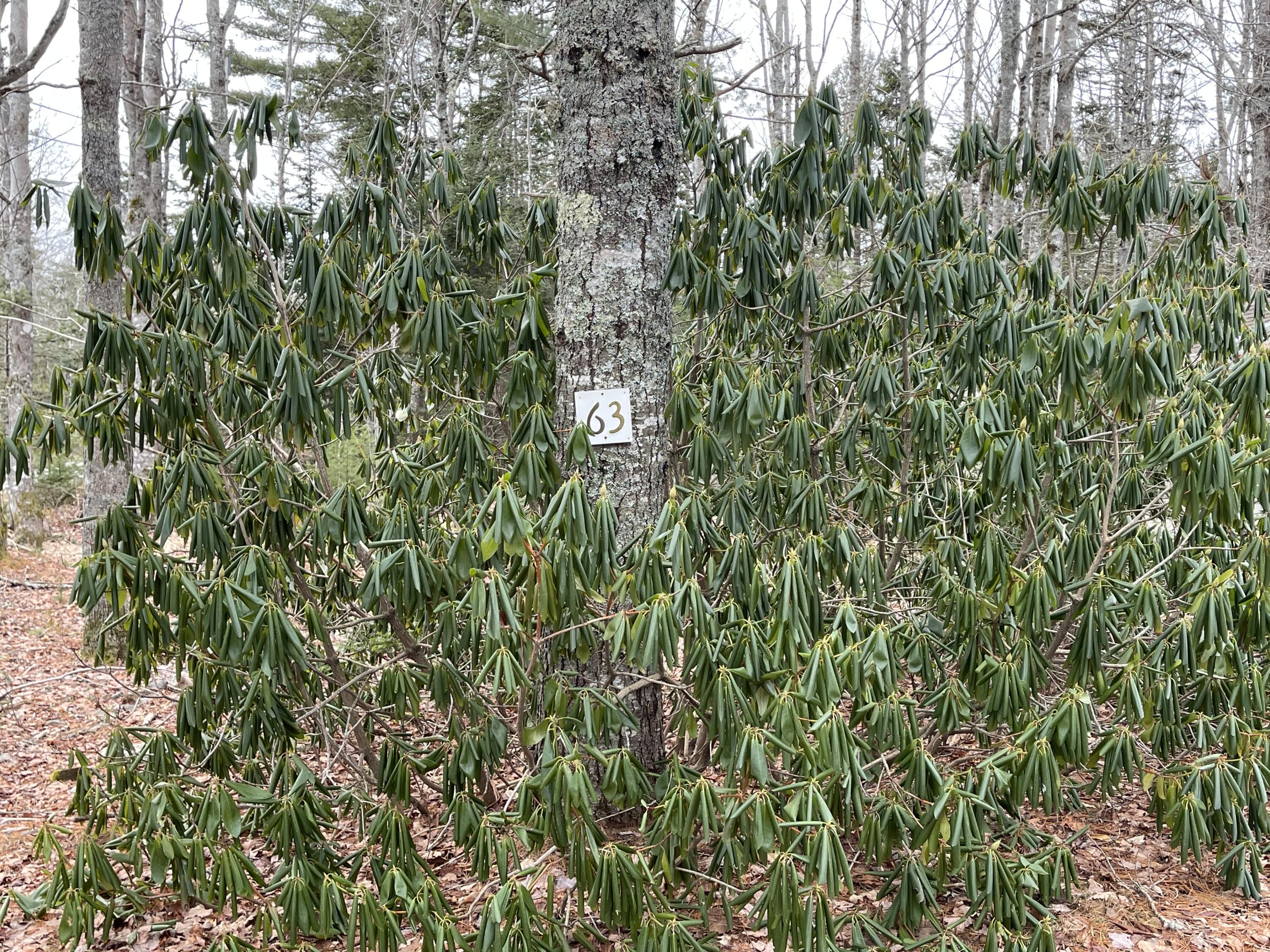 63 Walker Road Lamoine, ME 04605 - Photo 36 of 38 IMG_4274