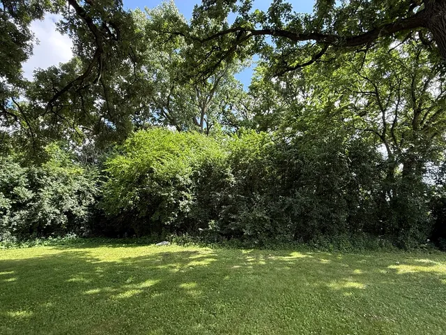 a view of a trees with a tree