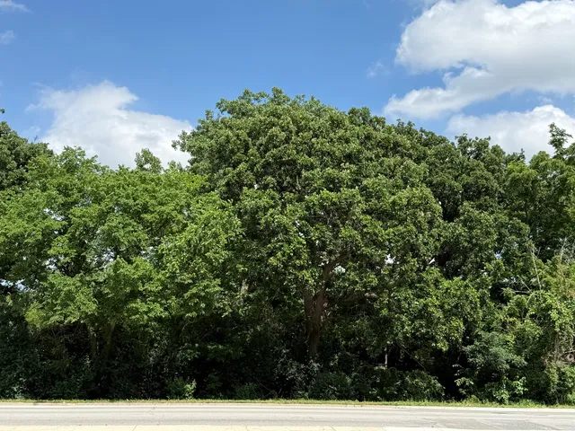 a view of a bunch of trees