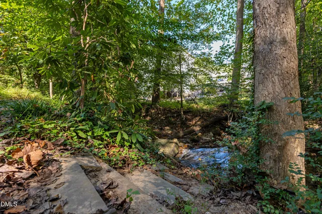 a view of a forest with a tree