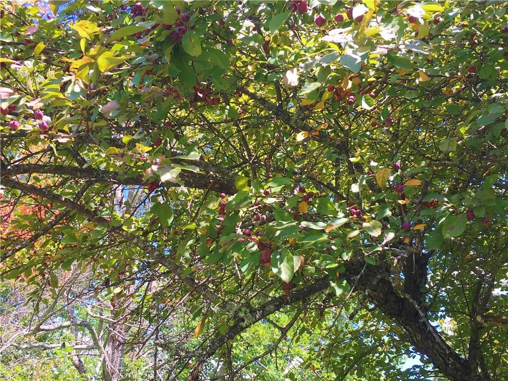 127 Waldoboro Road Washington, ME 04574 - Photo 17 of 17 The apples are coming along nicely!