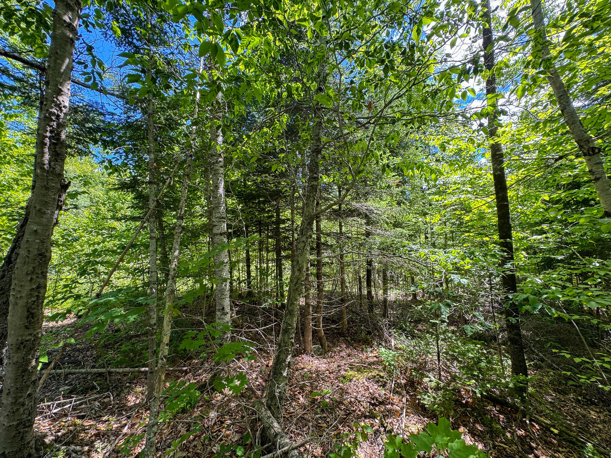 B B Lookout Lane Springfield, ME 04487 - Photo 15 of 33
