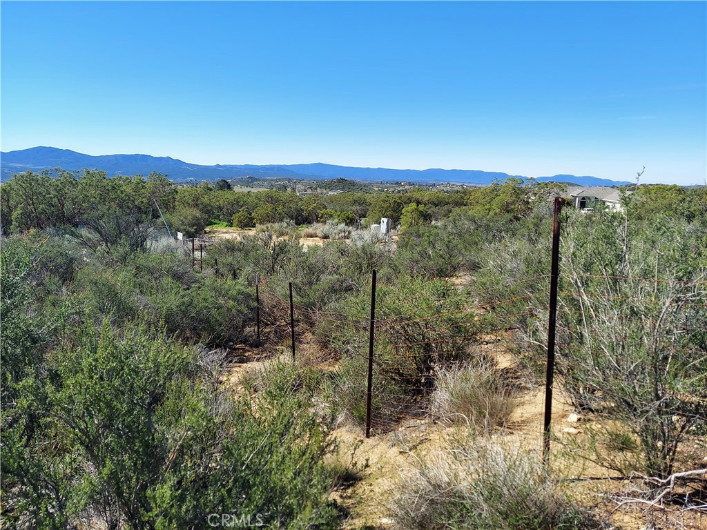 a view of a forest with a mountain in the background