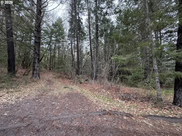 a view of a forest with trees in the background