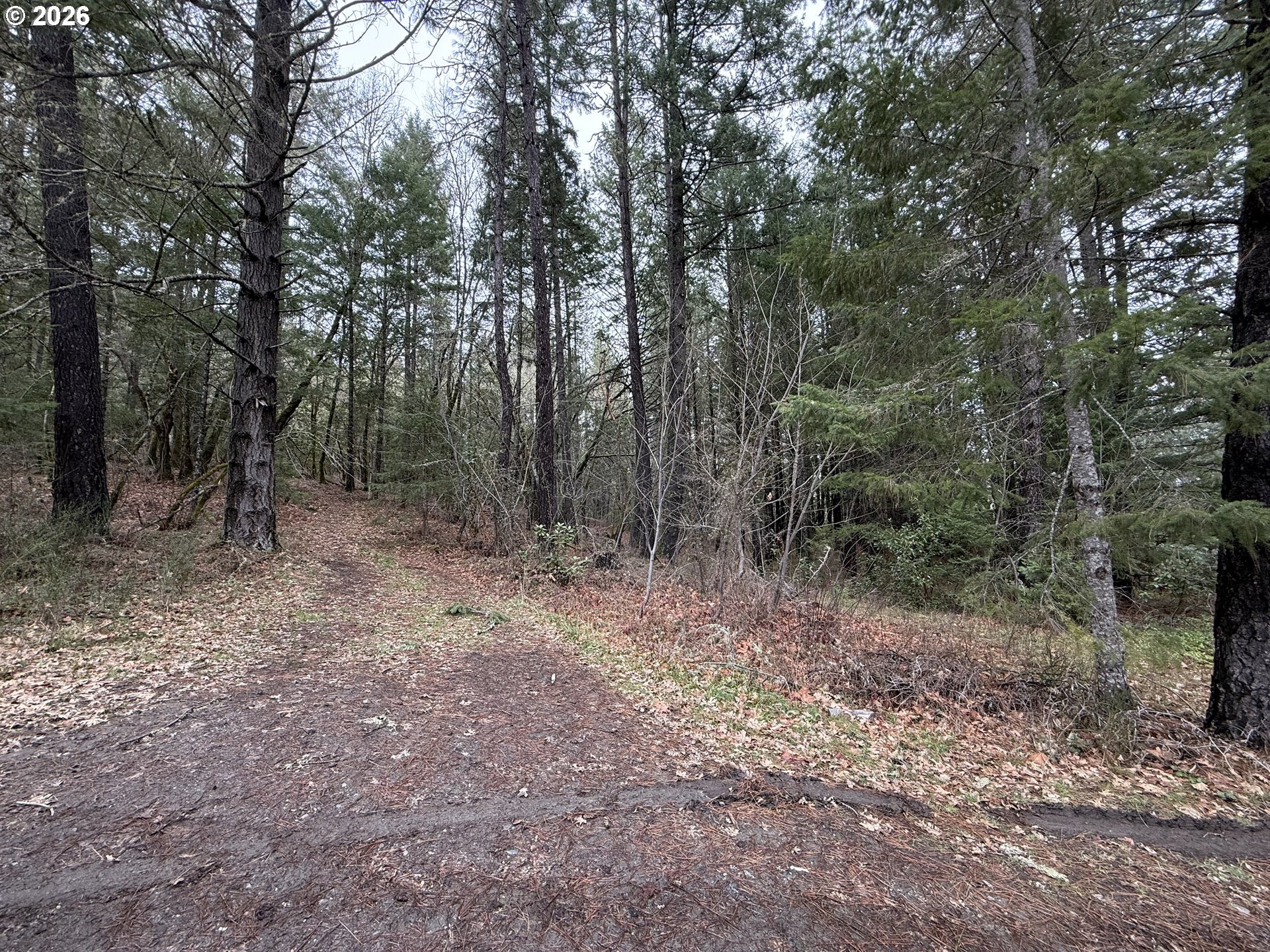 a view of a forest with trees in the background