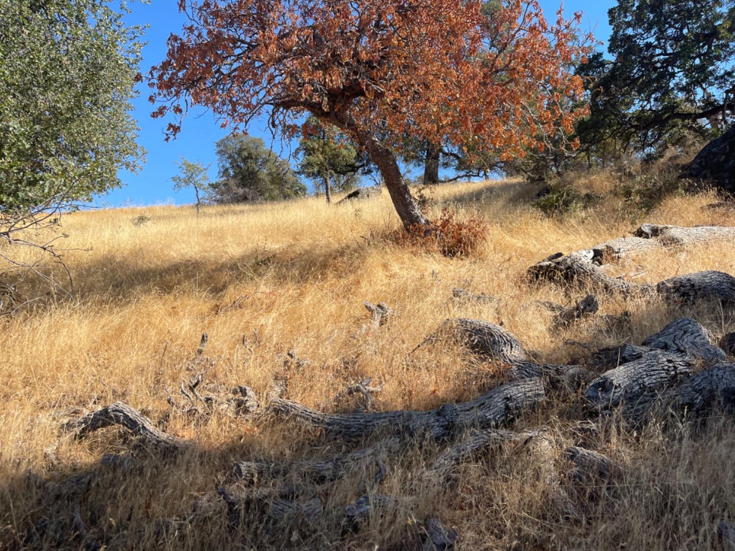 0 Nancys Ridge Coulterville, CA 95311 - Photo 11 of 16