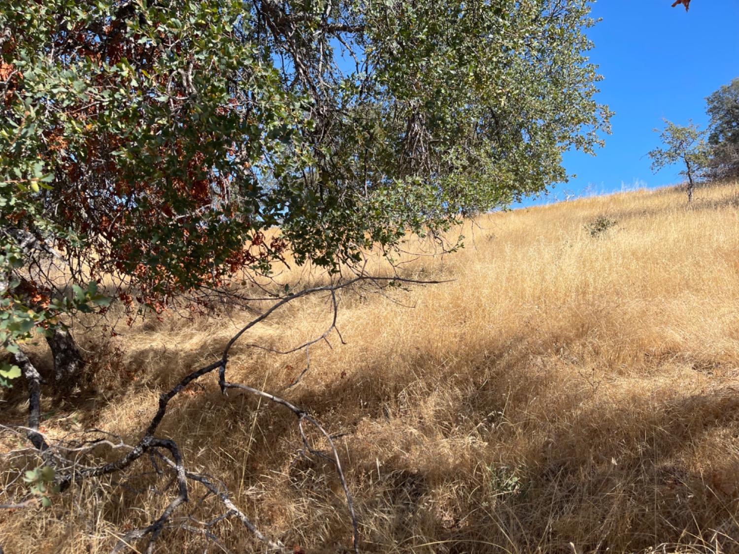 0 Nancys Ridge Coulterville, CA 95311 - Photo 12 of 16