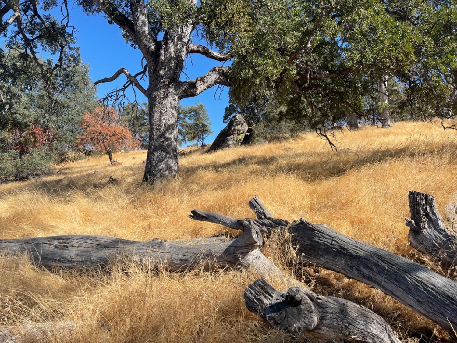 0 Nancys Ridge Coulterville, CA 95311 - Photo 13 of 16