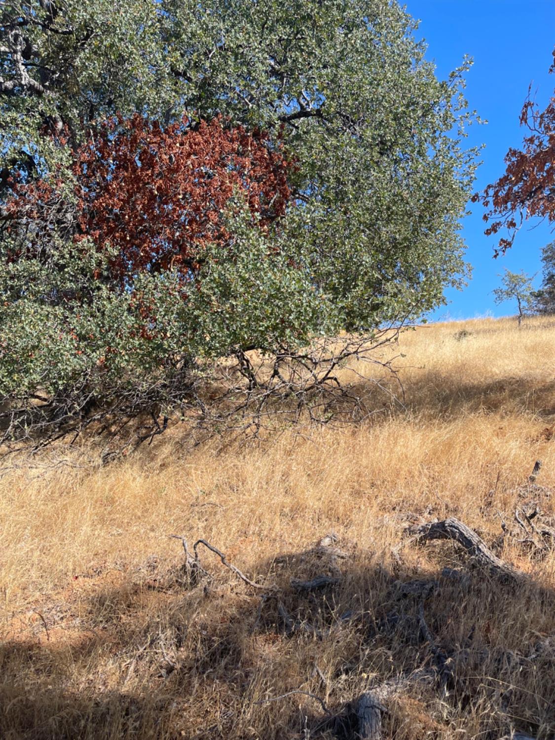 0 Nancys Ridge Coulterville, CA 95311 - Photo 15 of 16
