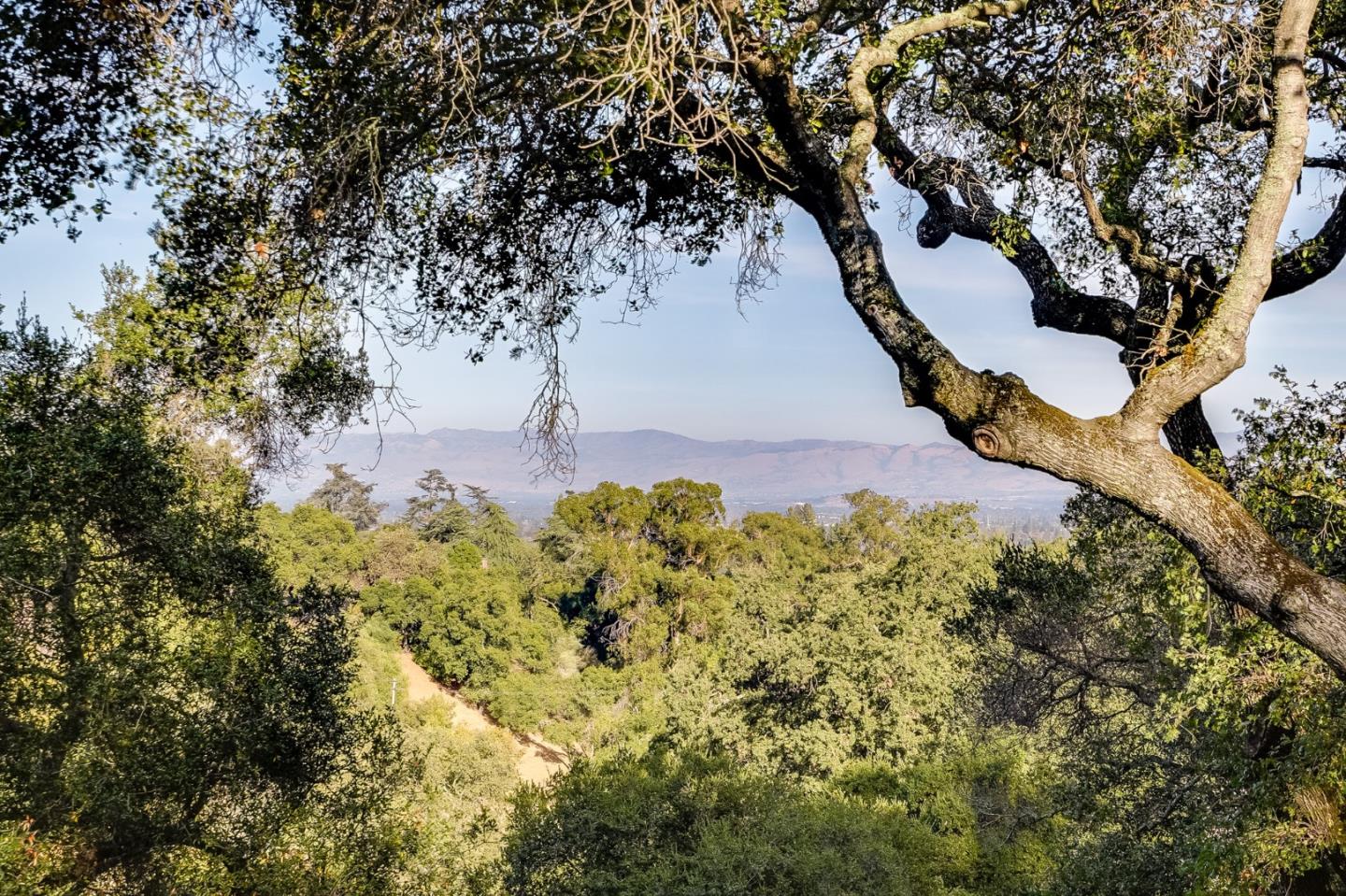 18565 Overlook Road Monte Sereno, CA 95030 - Photo 66 of 72 a view of a tree in a yard