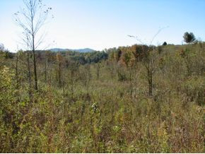 Tbd Carl Doty Road Afton, TN 37616 - Photo 8 of 12 Photo 8