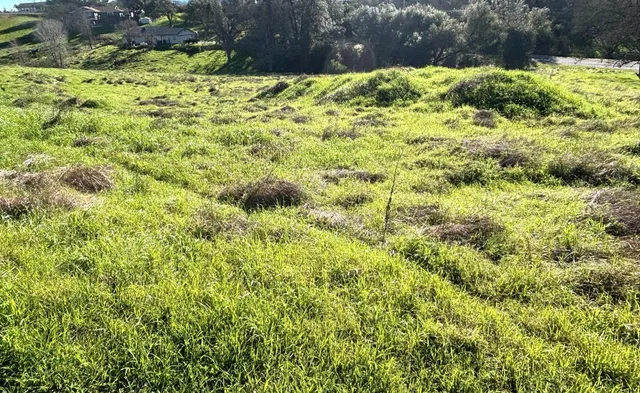 a view of a garden with a tree