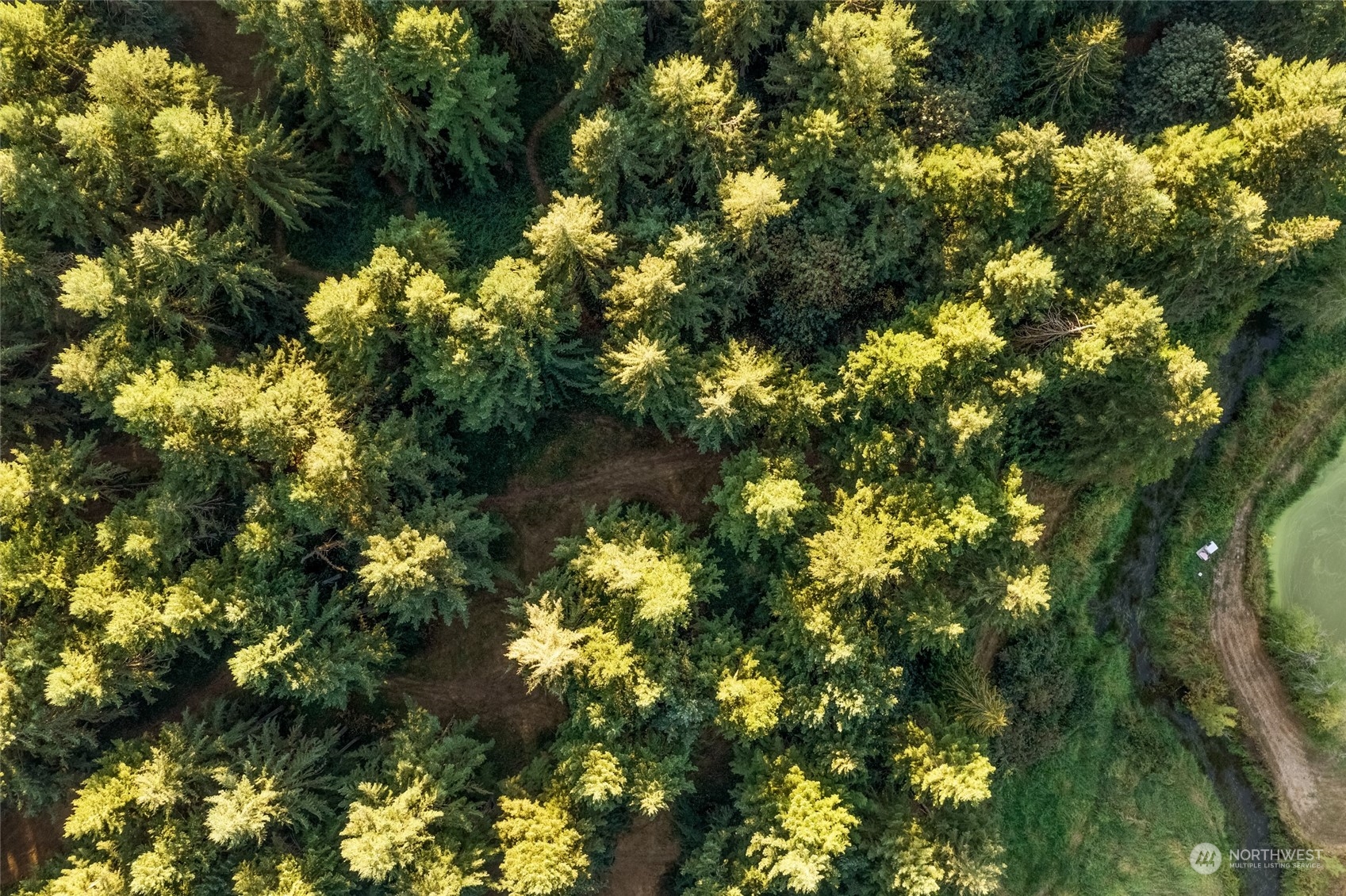 5520 133rd Avenue Southwest Rochester, WA 98579 - Photo 5 of 40 a view of a tree