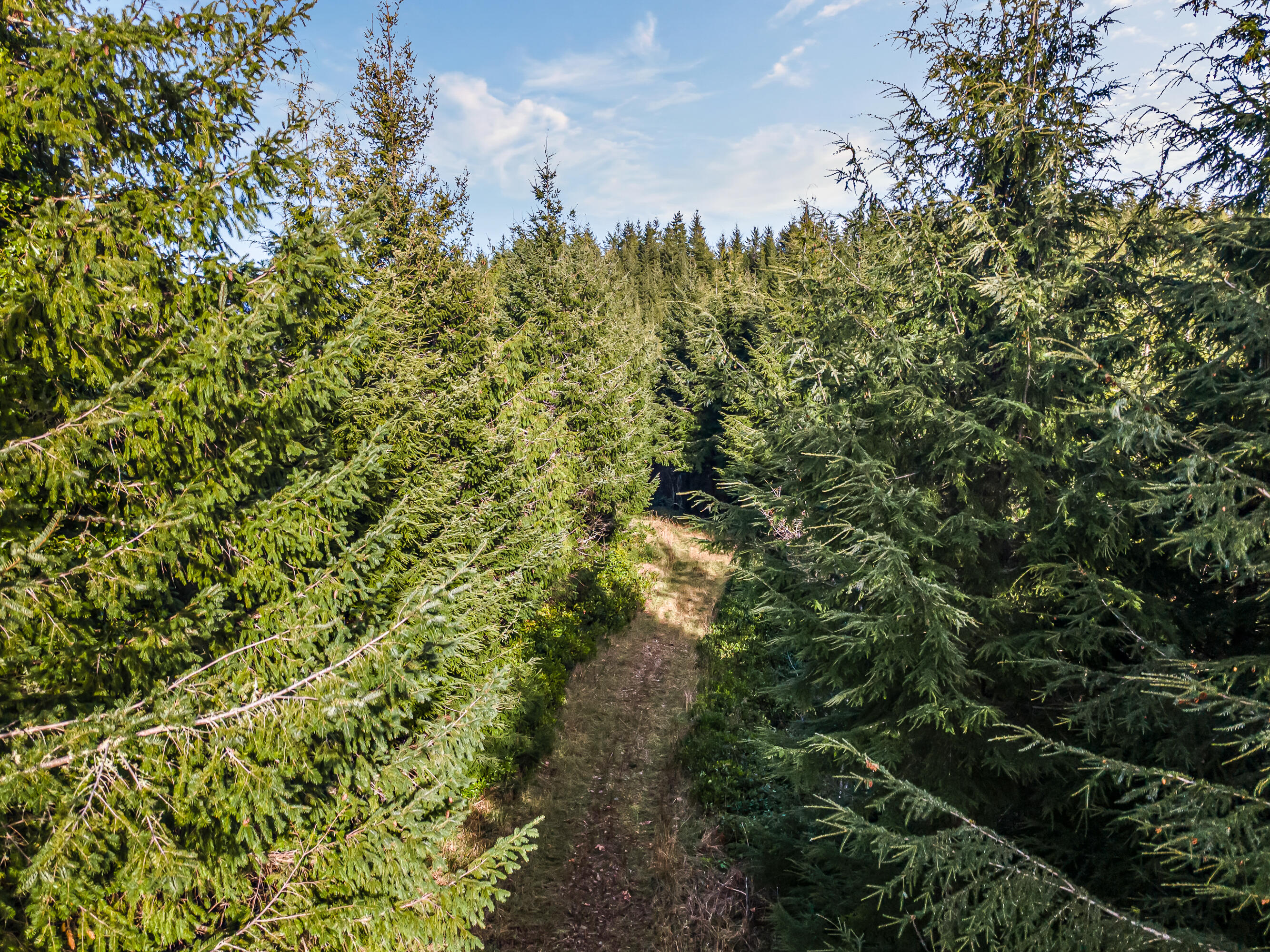 0 Criteser Loop Toledo, OR 97391 - Photo 15 of 31 DJI_0653