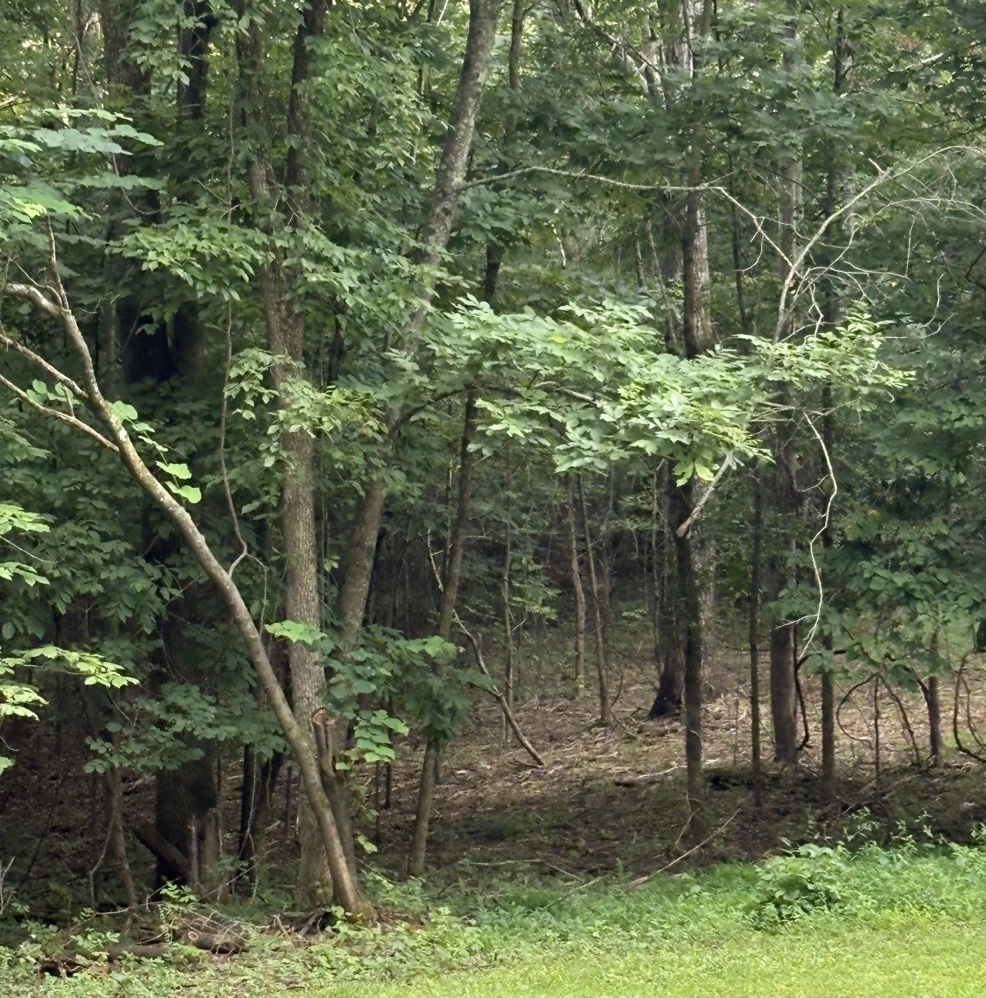 0 Iron Hill Road Burns, TN 37029 - Photo 11 of 18 a backyard of a house with lots of green space