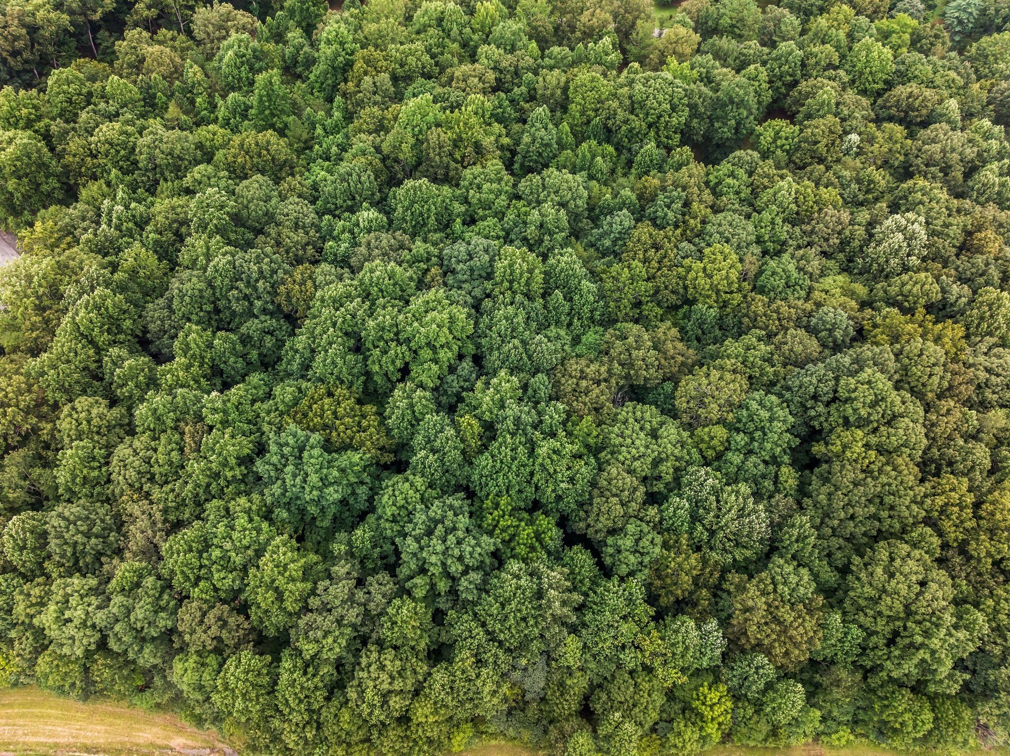 0 Iron Hill Road Burns, TN 37029 - Photo 15 of 18 an outdoor view of a yard