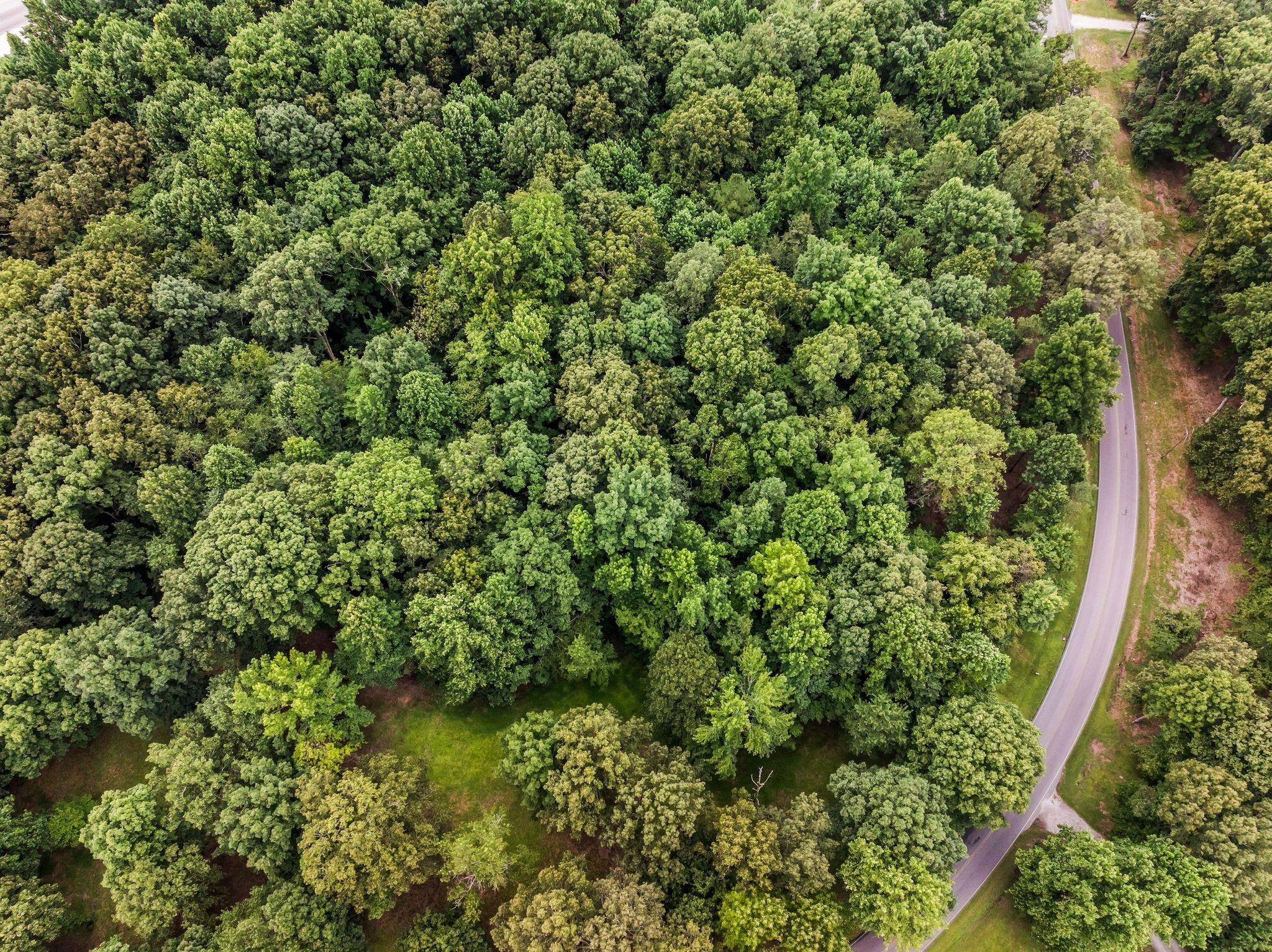 0 Iron Hill Road Burns, TN 37029 - Photo 17 of 18 a view of a lush green forest