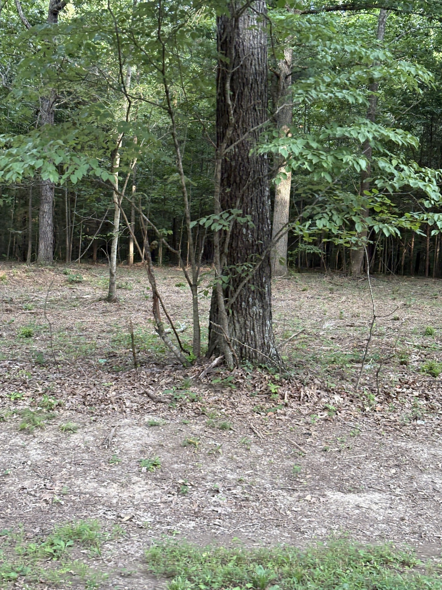0 Iron Hill Road Burns, TN 37029 - Photo 3 of 18 a backyard of a house with lots of green space