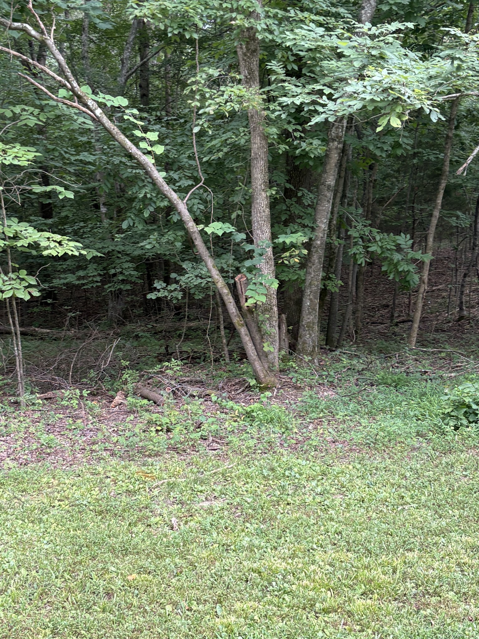 0 Iron Hill Road Burns, TN 37029 - Photo 7 of 18 a backyard of a house with lots of green space