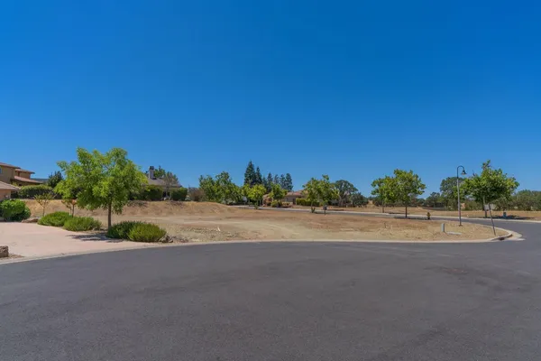 a palm tree sitting on the side of a street