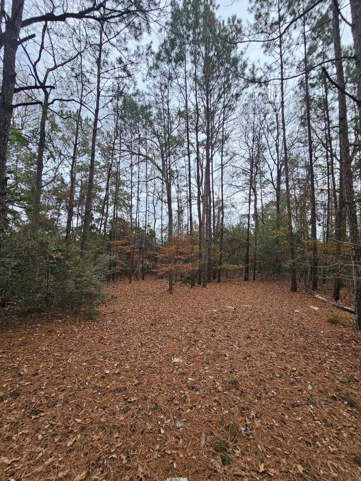 263 Wishing Trail Livingston, TX 77351 - Photo 1 of 18 a backyard of a house with lots of green space